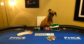 VIPD - Very Important Pooch Dealers